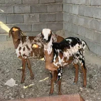 دوقلو نر و ماده|حیوانات مزرعه|بندرعباس, |دیوار