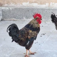 خروس و مرغ محلی|حیوانات مزرعه|مشهد, کوثر|دیوار