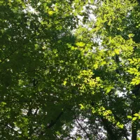 نظافت و نگهداری از سالمند