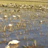 فروش اردک گوشتی