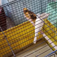 فروش ۸ عدد قناری و ماده آماده تخم گذاری|پرنده|اسلامشهر, مظفریه|دیوار