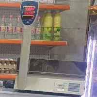 ترازو پند ۵۰ کیلویی،۶ رقم پرینتر دار|فروشگاه و مغازه|چناران, |دیوار