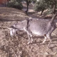 الاغ|حیوانات مزرعه|چاروسا, |دیوار