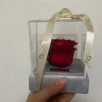 رز جاودان قرمز روبینا رز