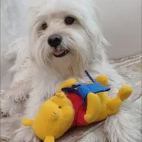 گمشده شیتزوپسر۴ساله سفیدوکرم رنگ|سگ|شیراز, شیشهگری|دیوار