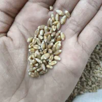 گندم و جو بذری|خدمات باغبانی و درختکاری|خزل, |دیوار