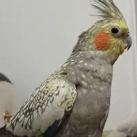 عروس هلندی|پرنده|رشت, جهاد|دیوار