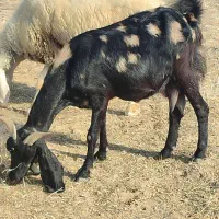 بز دوقلو