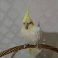 فروش دو عدد عروس هلندی لوتینو زعفرانی|پرنده|ماکو, |دیوار