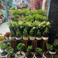 نیرو برای گلفروشی
