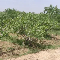 زمین پسته عزیزاباد