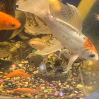 ماهی نژاد کوی|ماهی|رشت, پاره بیجار|دیوار