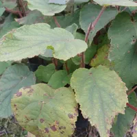 نهال کیوی قلمه شده پیش فروش برای (اردیبهشت)