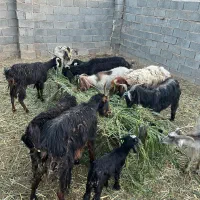۱۲راس گوسفند فروش یا معاوضه با اسب
