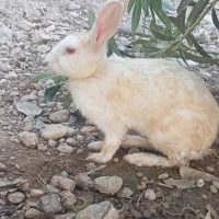 خرگوش نر و ماده