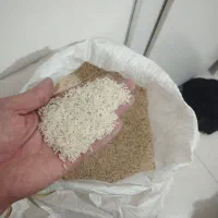 برنج هاشمی درجه یک