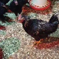 جوجه ،مرغ،خروس