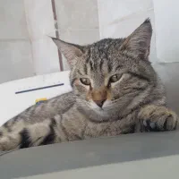 واگذاری رایگان دو بچه گربه نر ۶ ماهه و ماده ۴ ماهه|گربه|شاهین‌شهر, بنیاد ازدواج|دیوار