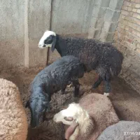 گوسفندوبره چاق|حیوانات مزرعه|علیآباد کتول, |دیوار