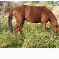 اسب نریان 3ساله