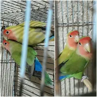 مرغ عشق و کوتوله برزیلی دستی دررنگ های مختلف|پرنده|قم, سرحوض|دیوار