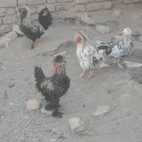 خروس سلطان درجه یک.خروس کوشین