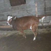 گوساله ماده فروشی