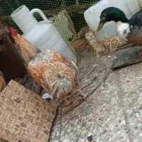 خروس4ماه شروع به خواندن کرده