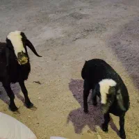 میش شال با بره نر