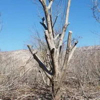 خریدار چوب|خدمات باغبانی و درختکاری|ایلام, |دیوار