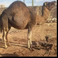 شیر شتر دوغ شتر تخم مرغ رسمی موجود است|خوردنی و آشامیدنی|قم, شاه سید علی|دیوار