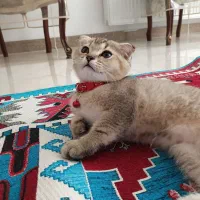 گربه اسکاتیش فولد