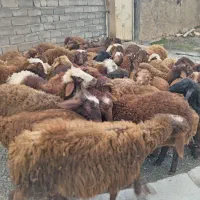 گوسفند پاییزا تمام نر