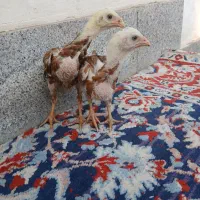 جوجه لاری اصیل نسل دار|حیوانات مزرعه|رشت, بیجارپس|دیوار