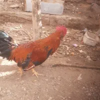 خروس رنگی|حیوانات مزرعه|درمیان, |دیوار