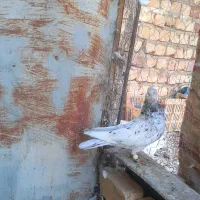 سینه سرور هوایی