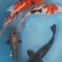 کوی نژاد|ماهی|لاهیجان, حاجی آباد|دیوار