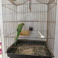 طوطی‌ملنگو|پرنده|تربت جام, شیخ احمد جامی|دیوار