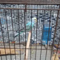 اهواز عین دو