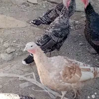 بوقلمون رسمی اصیل|حیوانات مزرعه|چهاردولی, |دیوار