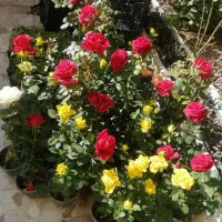 باغبان علی|خدمات باغبانی و درختکاری|شیراز, پودنک|دیوار