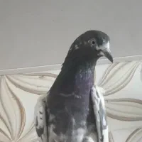 کبوتر چینا تیدی|پرنده|بوشهر, |دیوار