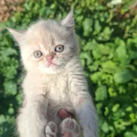 گربه پرشین|گربه|محمدشهر, زیبادشت|دیوار