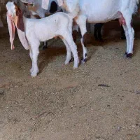 بزگلابی کهره سانن|حیوانات مزرعه|جهرم, |دیوار