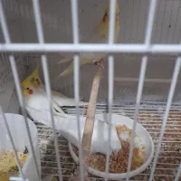 عروس هلندی لوتینو جوجه|پرنده|مشهد, کشف|دیوار