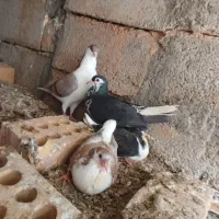 کفتر رنگه