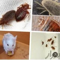 سم پاشی/تحت نظر بهداشت/موریانه زدایی عقرب ساس سوسک