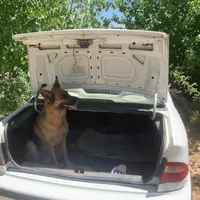 سگ گمشده با مژدگانی