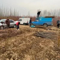 معتبرترین پیش فروش نهال الوپایه کوتاه|خدمات باغبانی و درختکاری|تربت‌حیدریه, قاسم آباد|دیوار