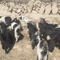 بیگ یک ساله نمونه داشتی|حیوانات مزرعه|لالی, |دیوار